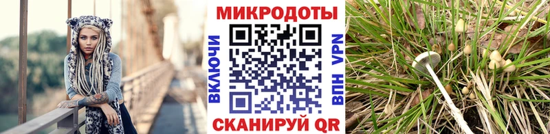 Псилоцибиновые грибы Cubensis  Магнитогорск 